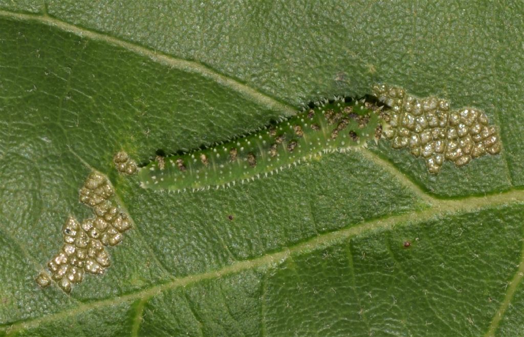 Larva da ID.